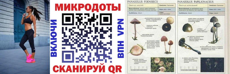 блэк спрут онион  Малоархангельск  Псилоцибиновые грибы мицелий 